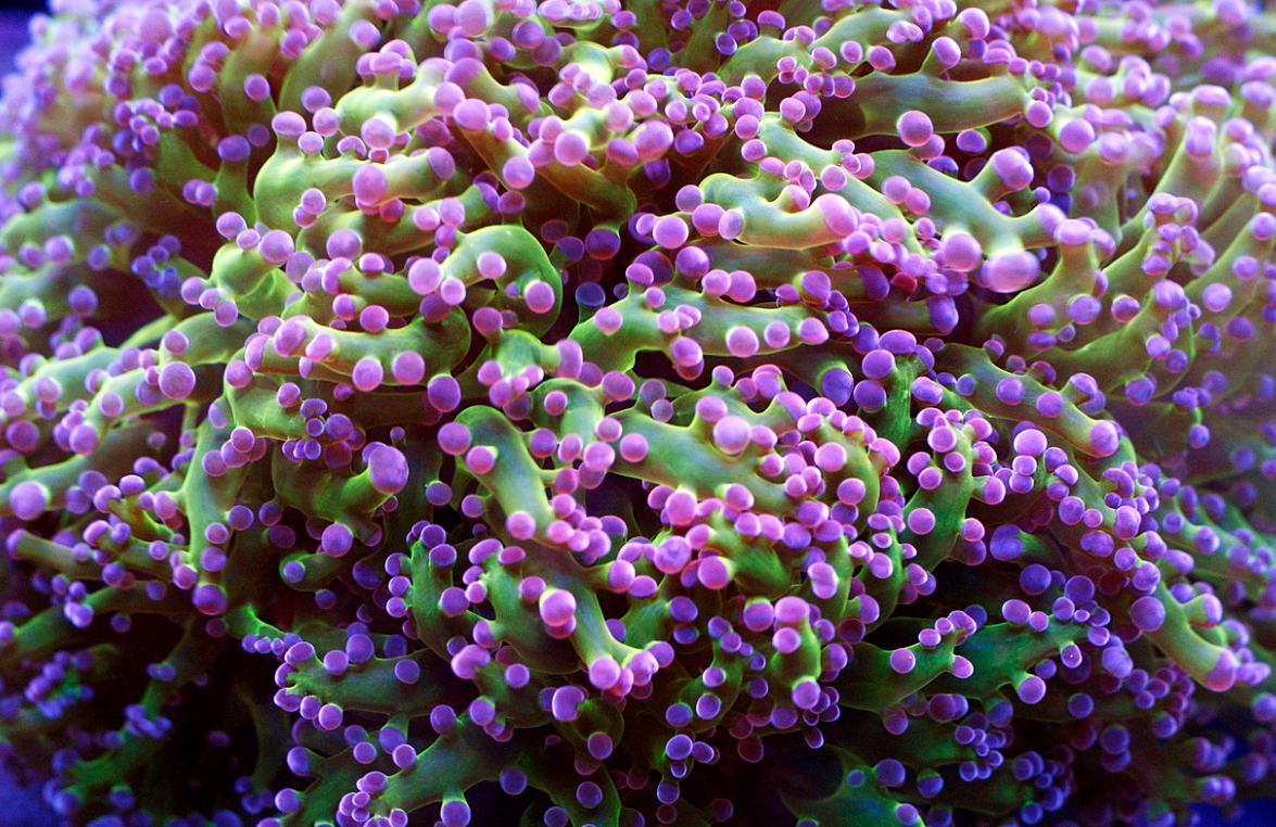 海缸入门-关于珊瑚的那些事，看这一篇就够了！！