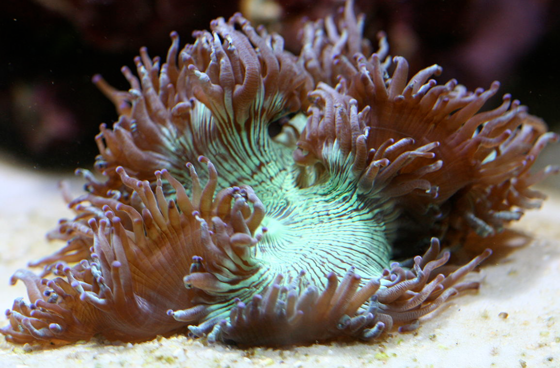 海缸入门-关于珊瑚的那些事，看这一篇就够了！！