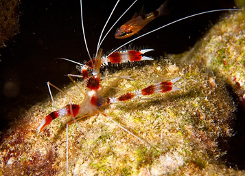 海缸入门-海虾如何养殖，海虾养殖注意什么？