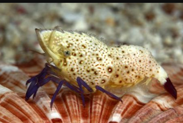 海缸入门-海虾如何养殖，海虾养殖注意什么？