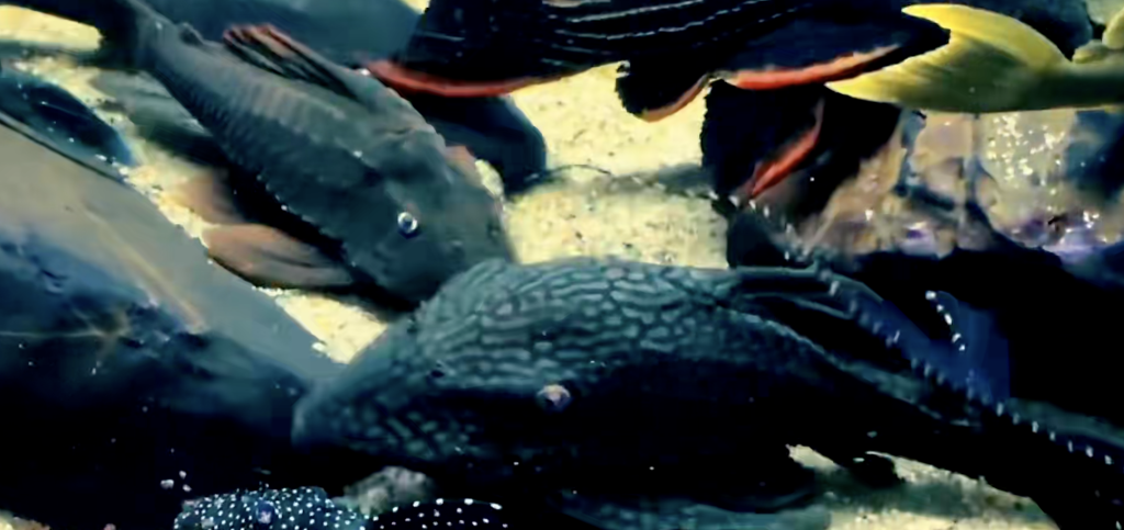养金鱼锦鲤的草缸怎么选工具鱼，到底有哪些工具鱼，可以和金鱼、锦鲤混养呢？