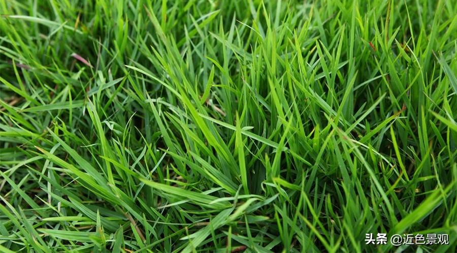 绿化用的草有哪些种类（盘点十种常见的草坪草）
