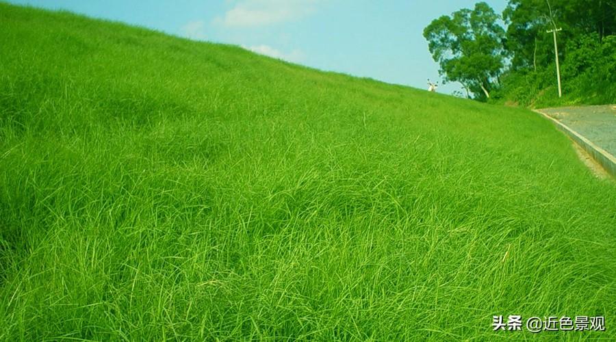 绿化用的草有哪些种类（盘点十种常见的草坪草）