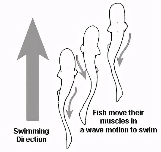 鱼在水中游动依靠的是什么，为什么鱼可以上浮下潜