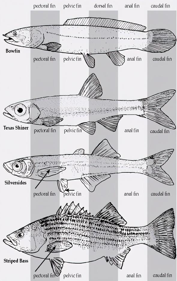 鱼在水中游动依靠的是什么，为什么鱼可以上浮下潜