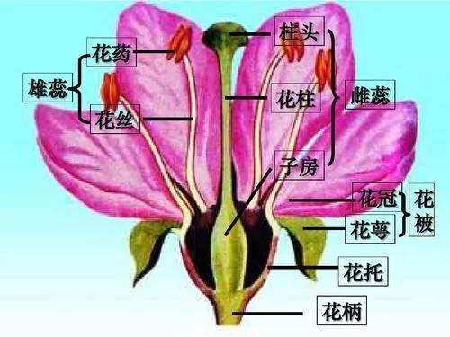 花萼是花的哪个部分组成（花托和花萼的区别）
