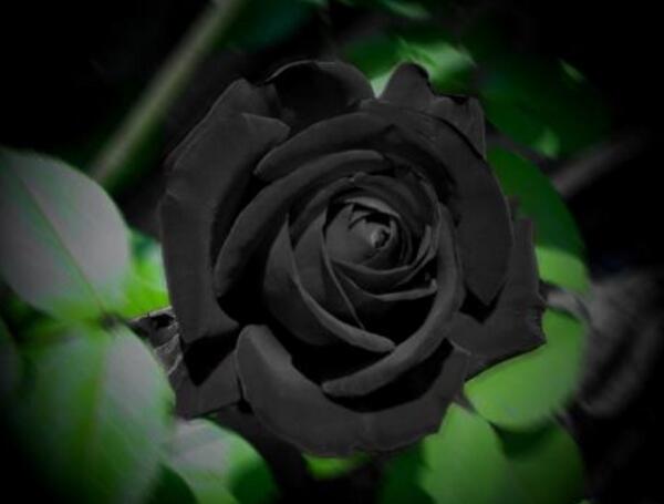 黑色玫瑰是什么意思（黑玫瑰花的花语和寓意）