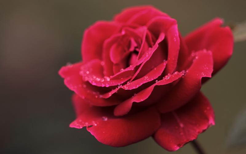 红玫瑰花代表什么意思（红玫瑰的寓意和花语）