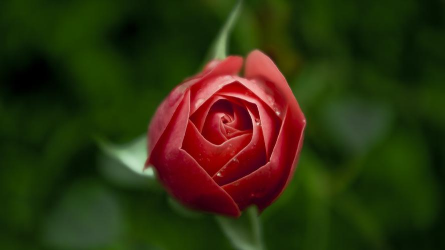 红玫瑰花代表什么意思（红玫瑰的寓意和花语）