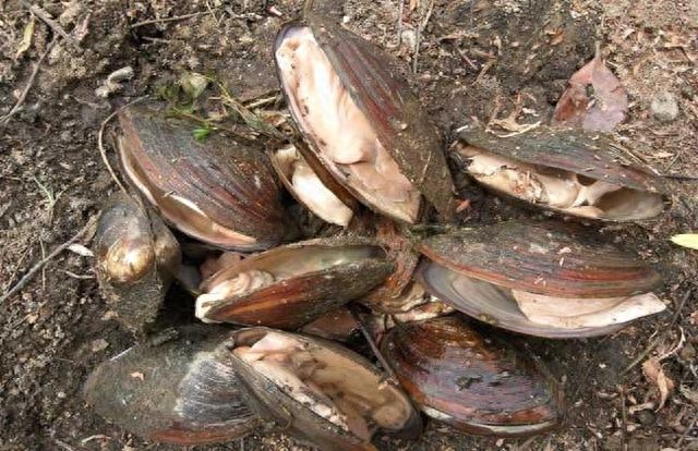 河蚌怎么养活的时间长（河蚌的养殖技术介绍）