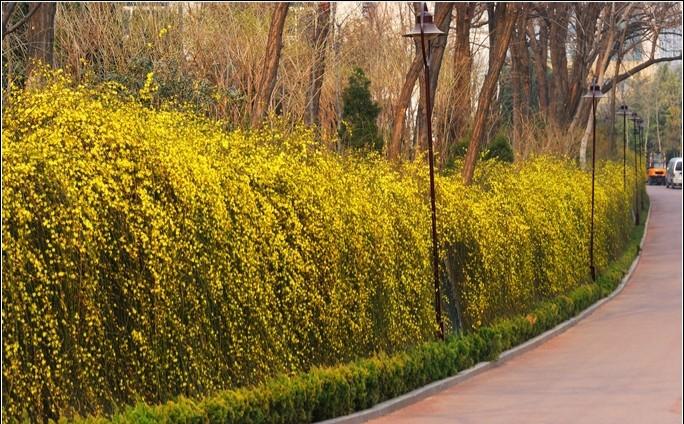 常见绿篱植物名称与图片（适合做篱笆的常绿植物）
